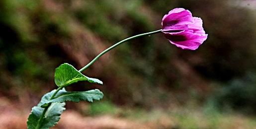 《明末：渊虚之羽》新截图和原画 准备大战恐怖怪物